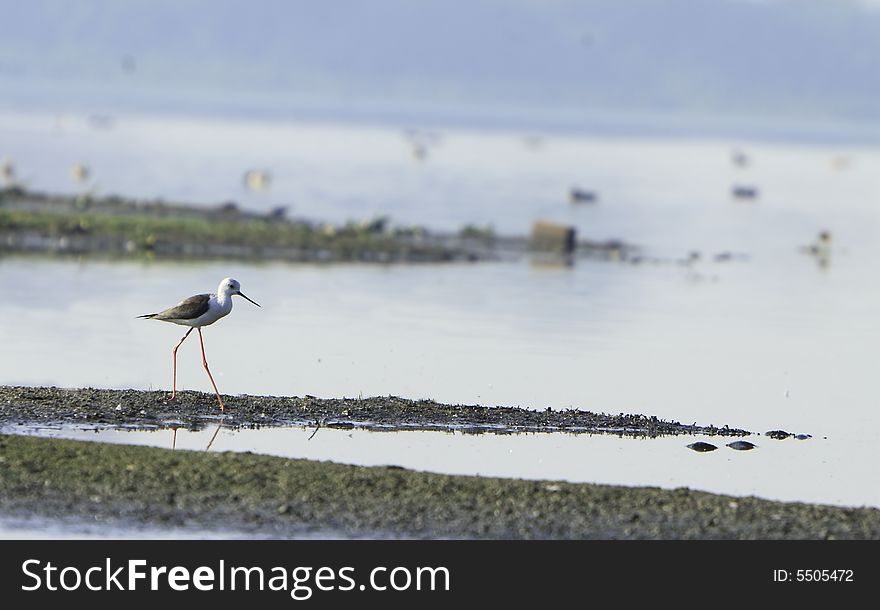 Spotted Sandpiper in river, reflection is also visible