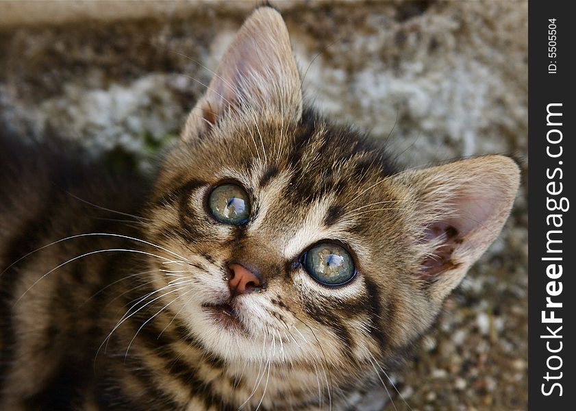 Portrait of tabby european kitten. Portrait of tabby european kitten