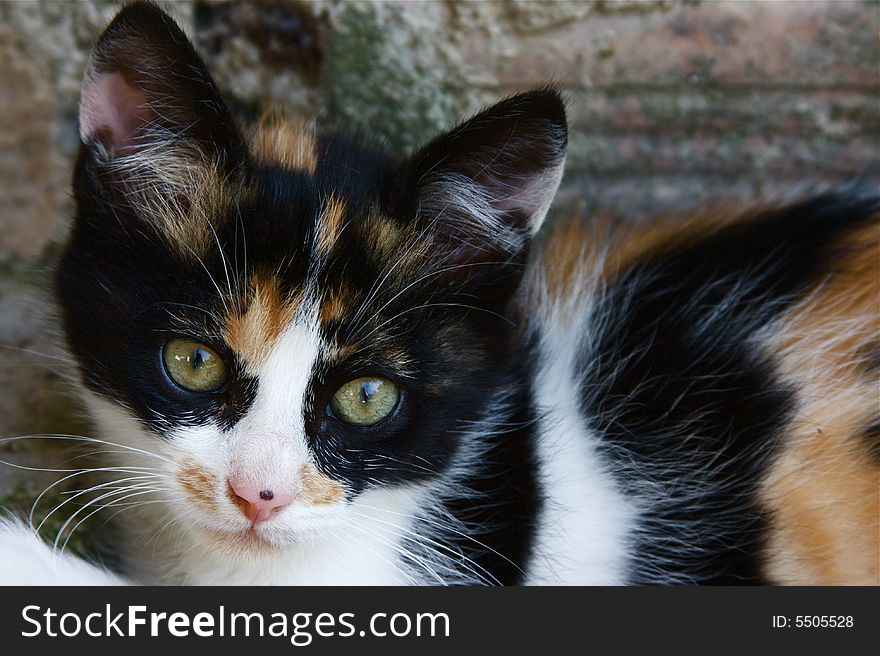 This is a tricolor european kitty