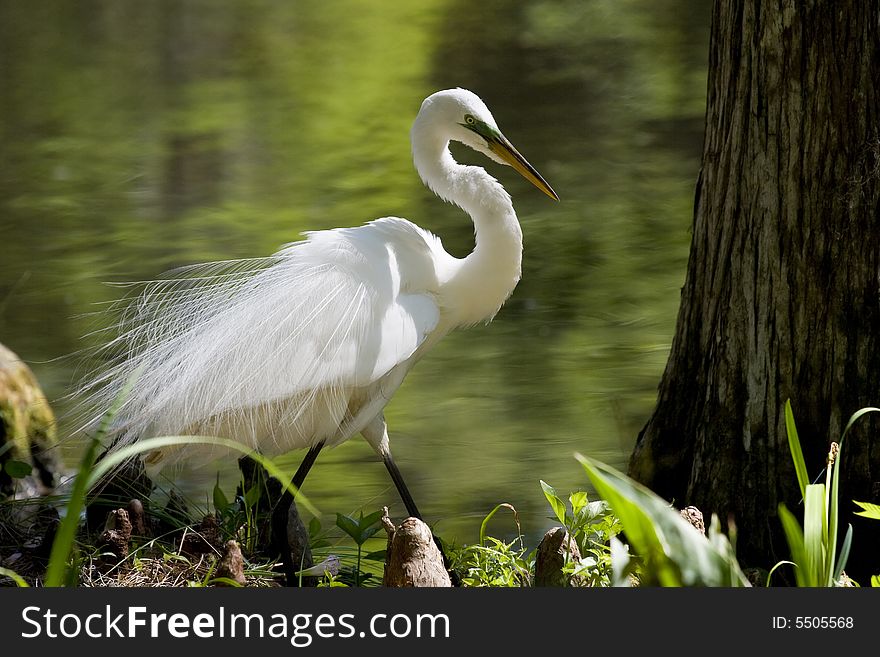 Snowy egret in mating plumage