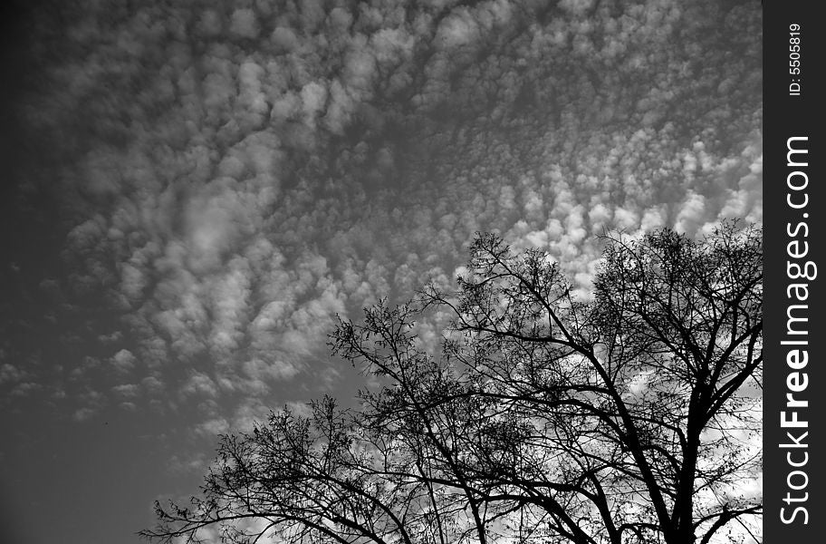 Clouds and the tree