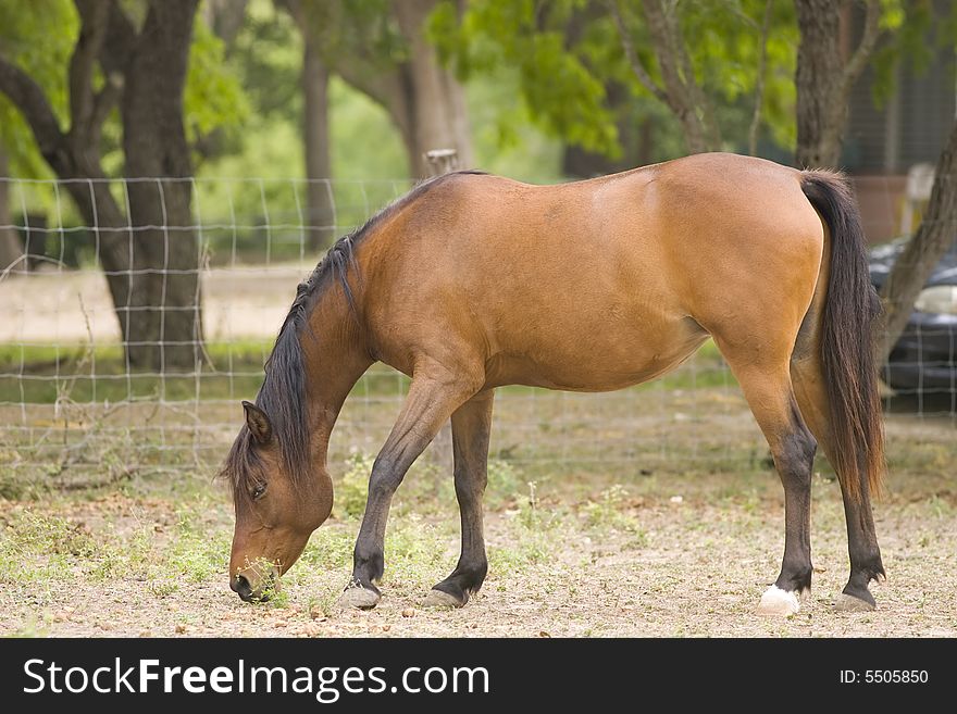 A horse feeds on scraps of grass in a corral. A horse feeds on scraps of grass in a corral