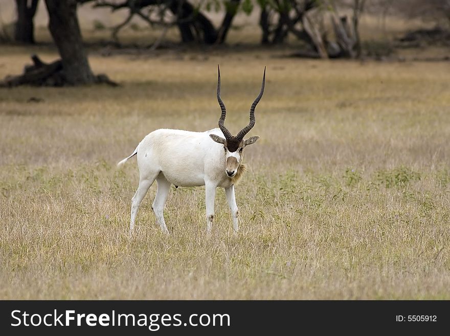An Antelope Grazes In A Field