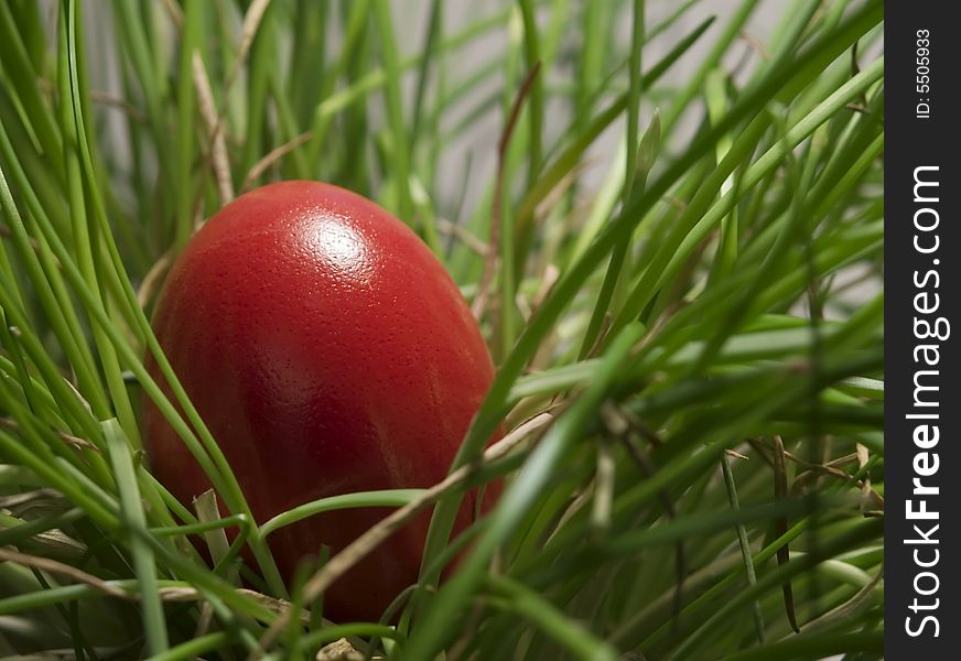 Red egg in green grass