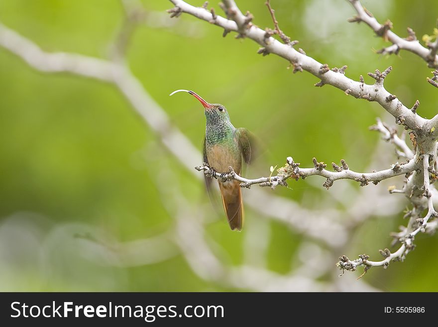 Buff-bellied Hummingbird Perched