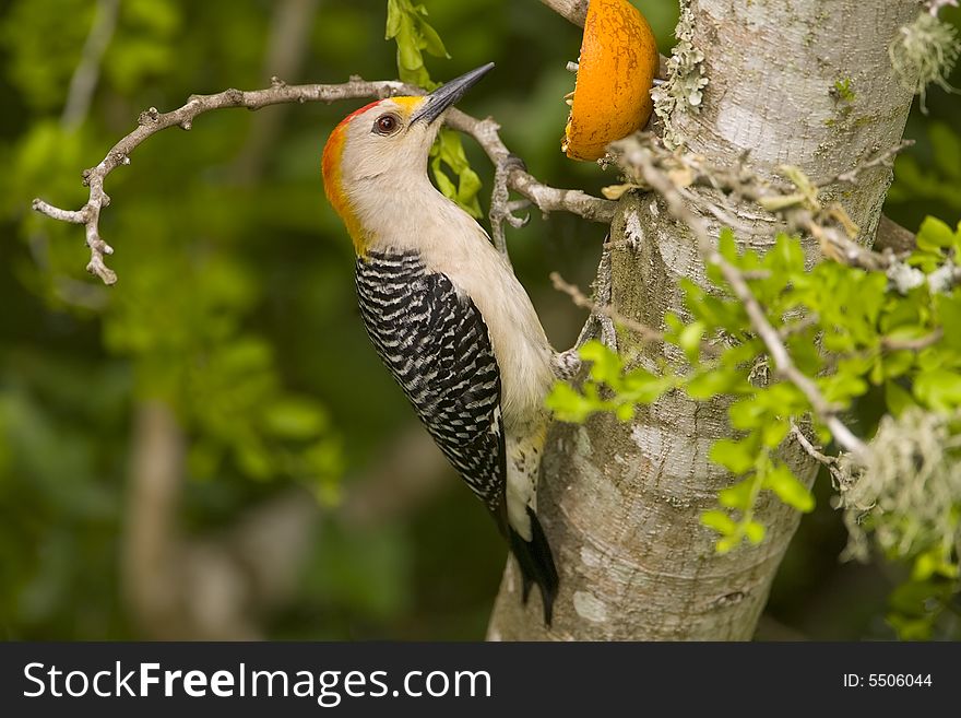 A Golden-fronted Woodpecker perched in a tree and dining on an orange slice