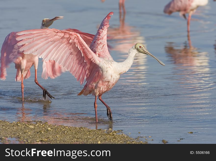 Roseate Spoonbills preening and drying their feathers