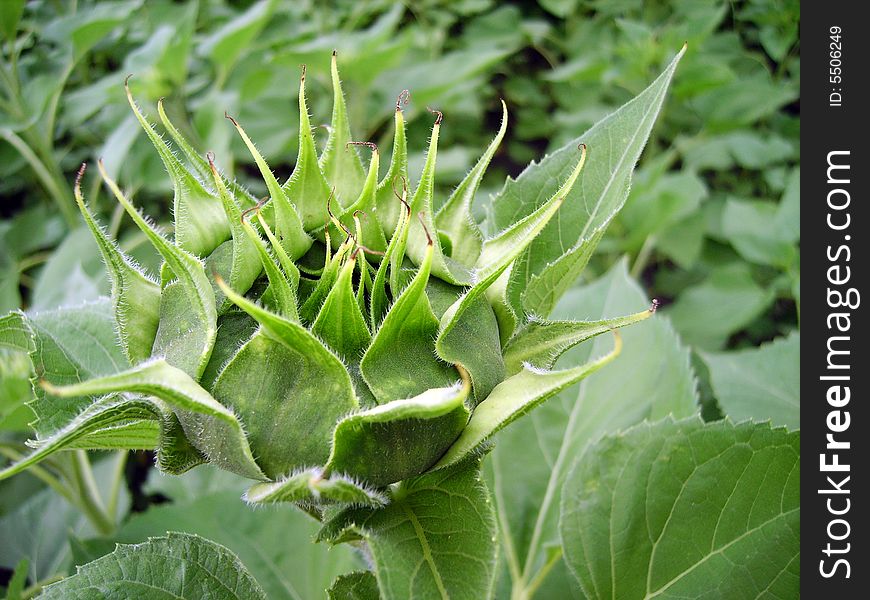 Closed Sunflower