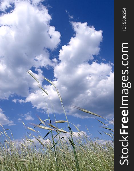 Wheat Field With Blue Sky