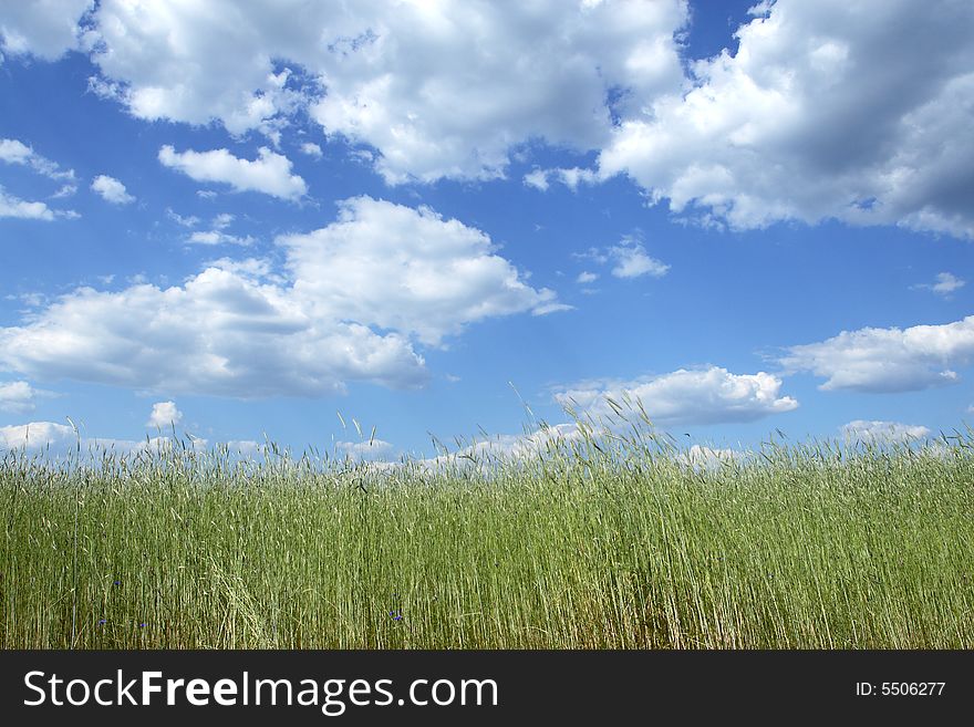 Wheat Field With Blue Sky