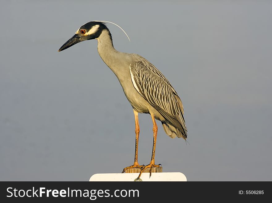 Yellow-crowned Night Heron perched