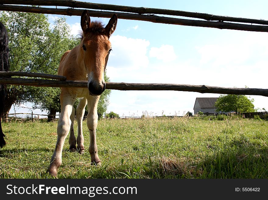 Young horse standing in a field