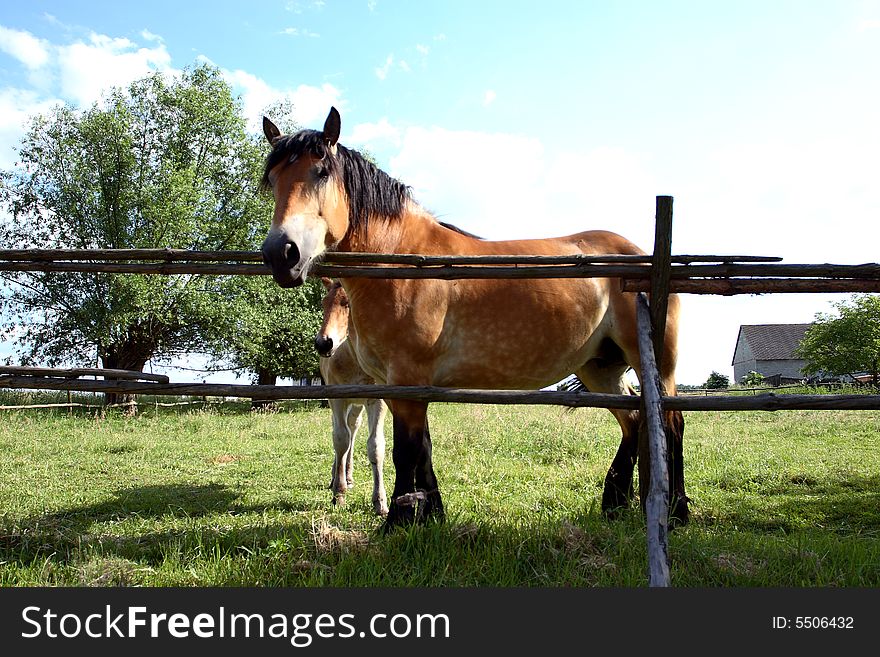 Big horse standing in a field