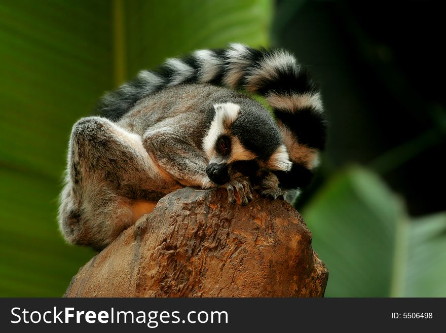 Ringtail Lemur Sleeping On Rock