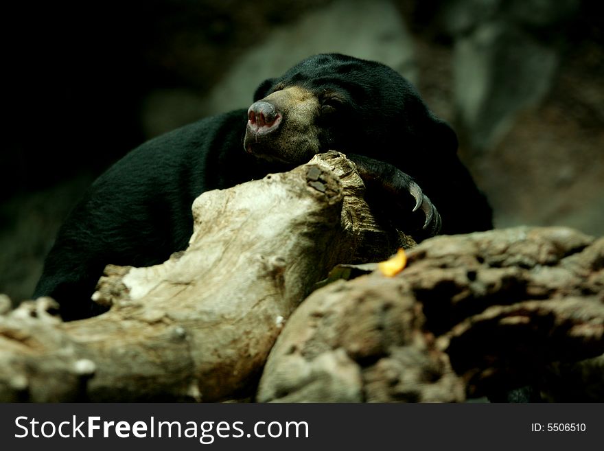 Black Sunbear sleeping on rock