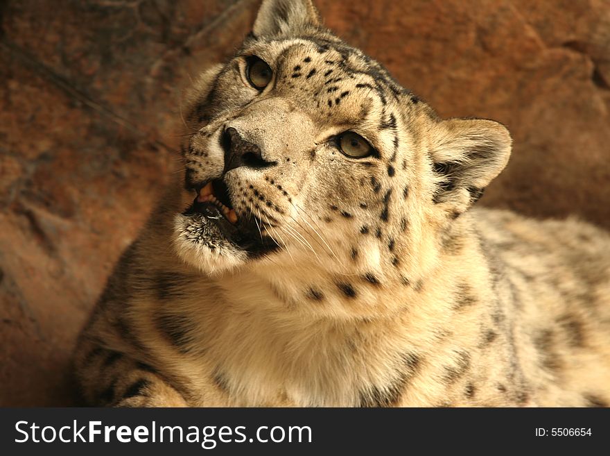 Beautiful Snow leopard staring intently