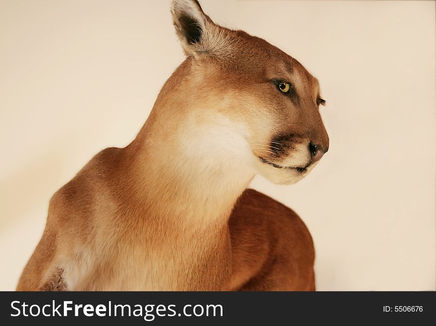 Cougar on cream beige background, dangerous look