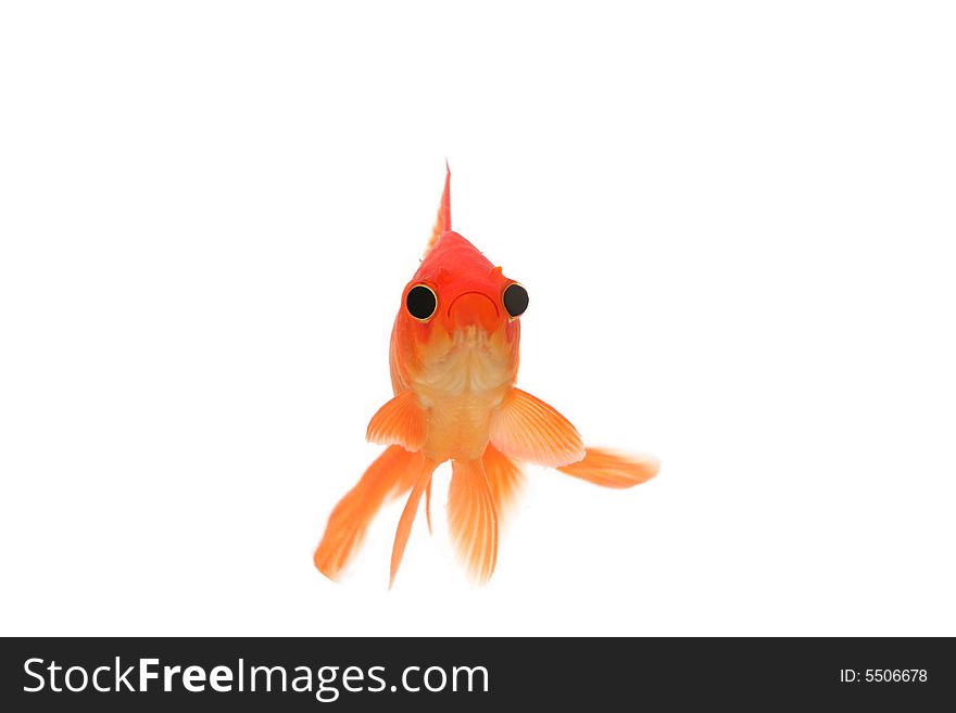 Humourous fantail goldfish with bloated eyes. Humourous fantail goldfish with bloated eyes