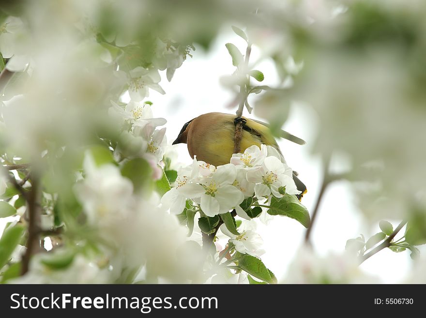 Yellow Cedar Waxwing In Tree