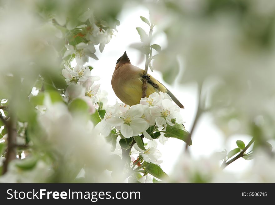 Yellow Cedar Waxwing In Tree