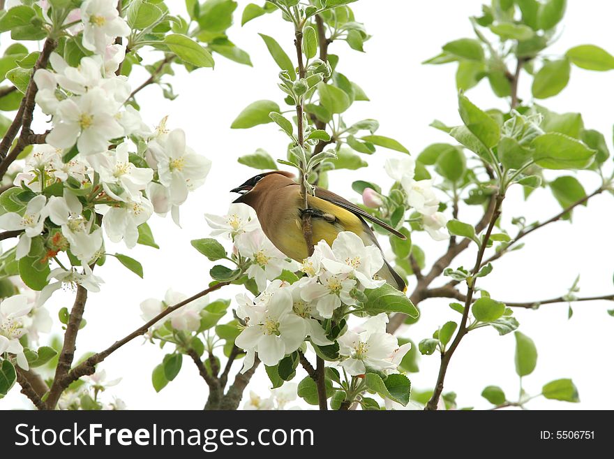 Yellow cedar waxwing sitting among blossoms in apple tree. Yellow cedar waxwing sitting among blossoms in apple tree