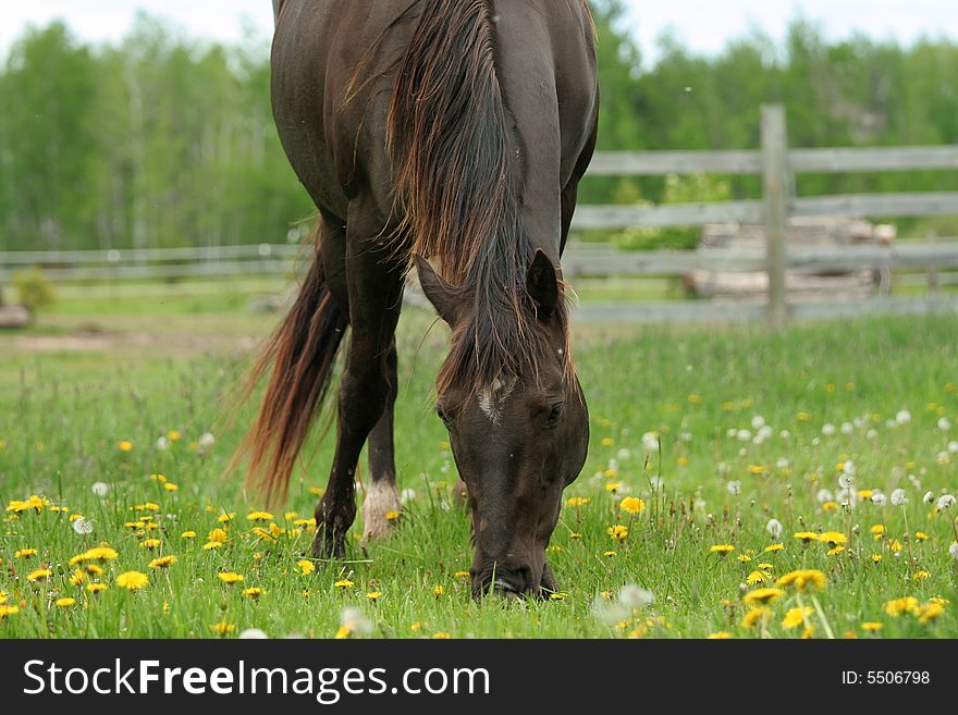 Brown horse grazing in fenced pasture. Brown horse grazing in fenced pasture