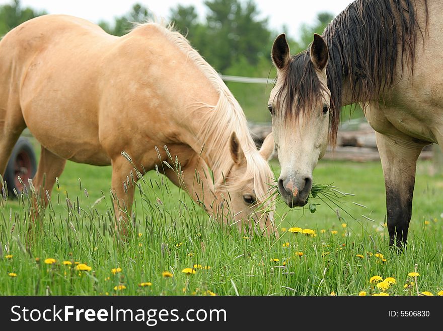 Two horses grazing on green grass