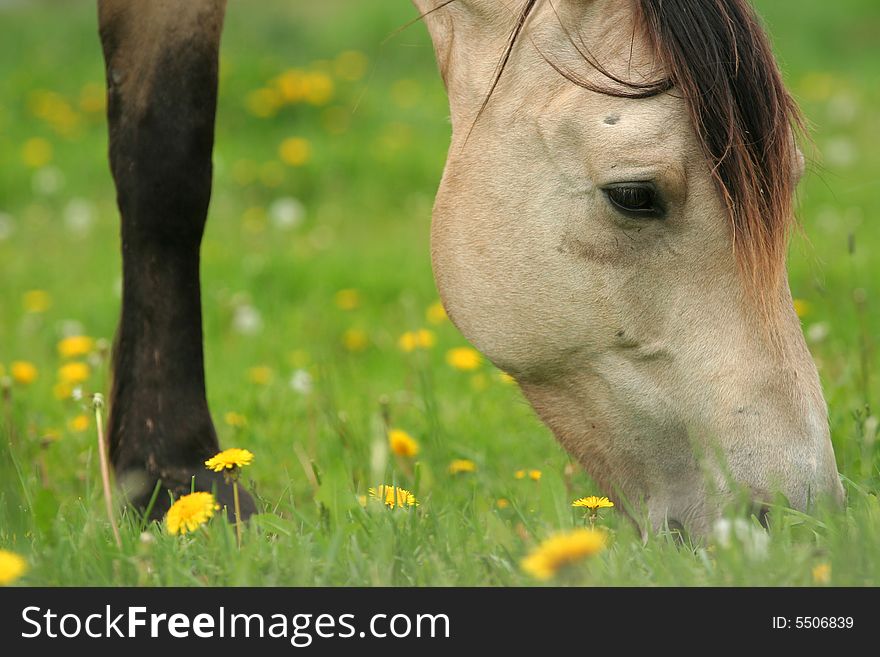 Horse grazing on grass and dandelions
