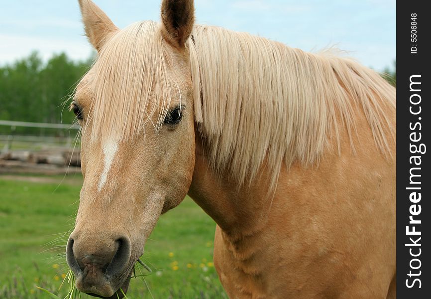 Horse enjoying the grass