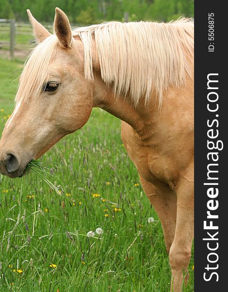 Horse Enjoying The Grass