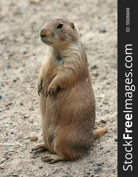 Cute prairie dog standing up and looking around