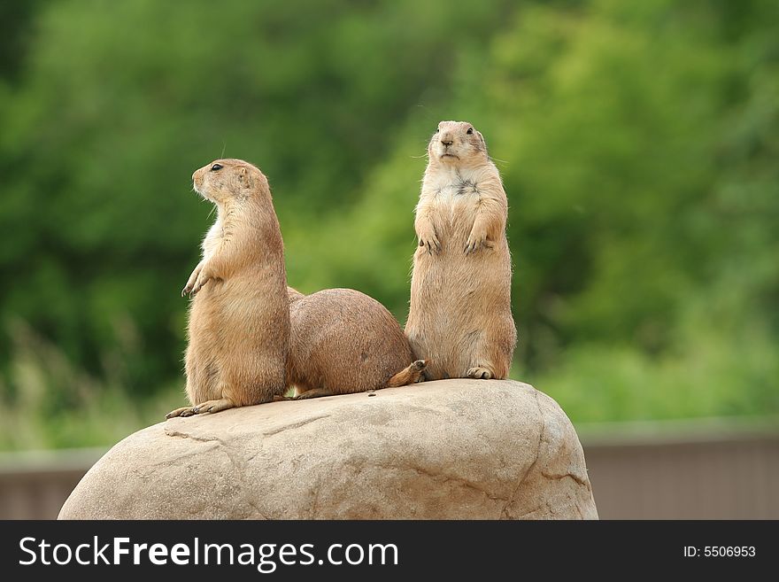 Prairie dogs on rock