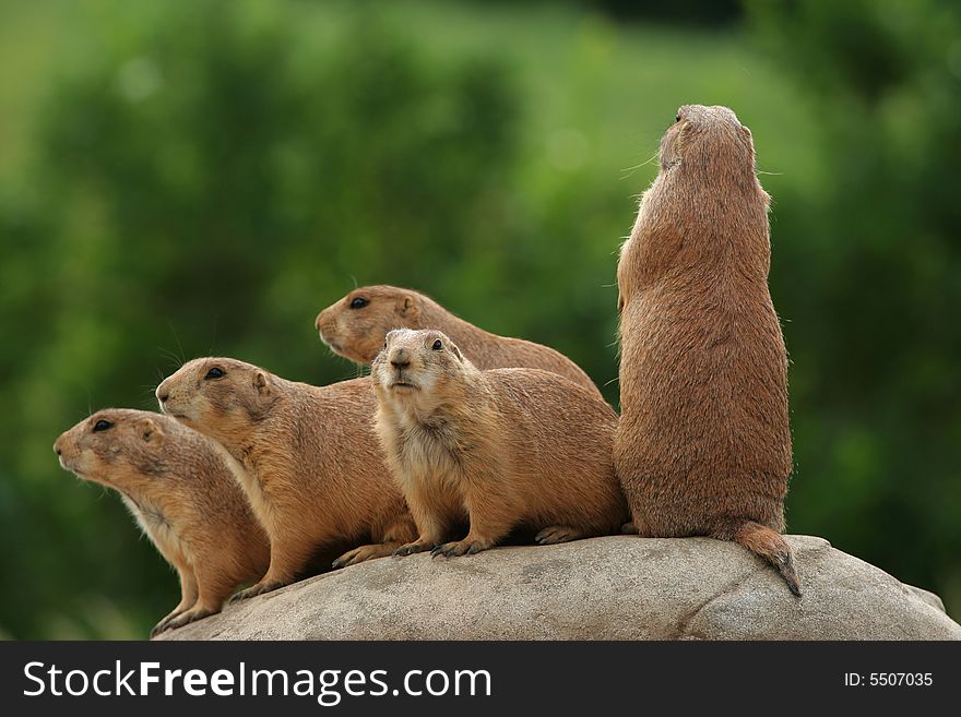 GRoup of prairie dogs standing on top of rock. GRoup of prairie dogs standing on top of rock