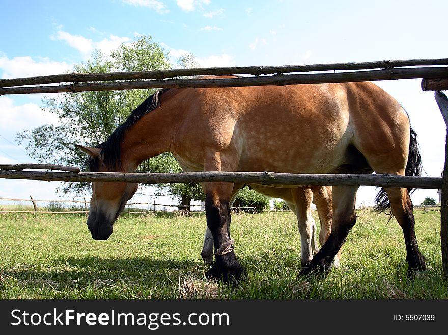 Big horse standing in a field