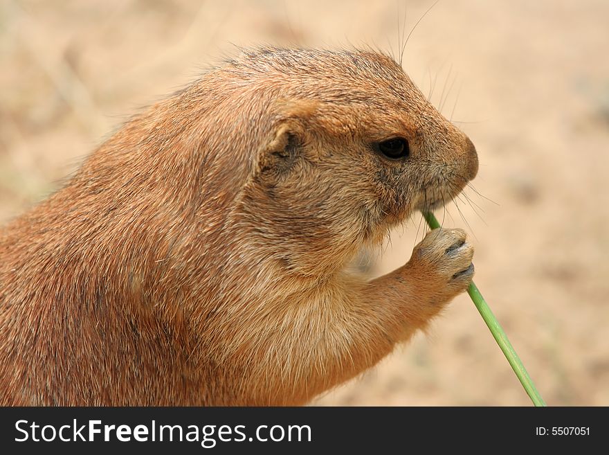 Cute prairie dog eating grass
