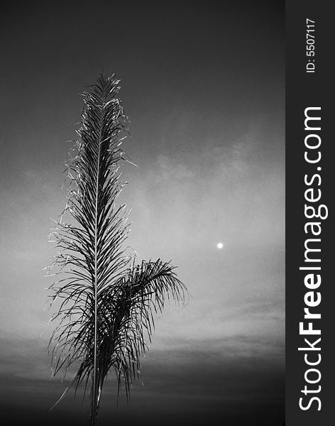 Palm Tree - BW - Dramatic