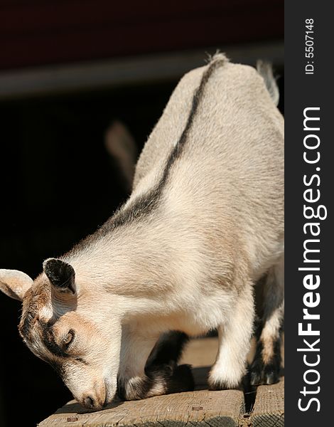 Baby goat resting down o table