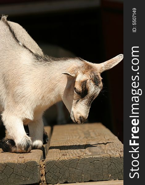 Baby goat resting down on table