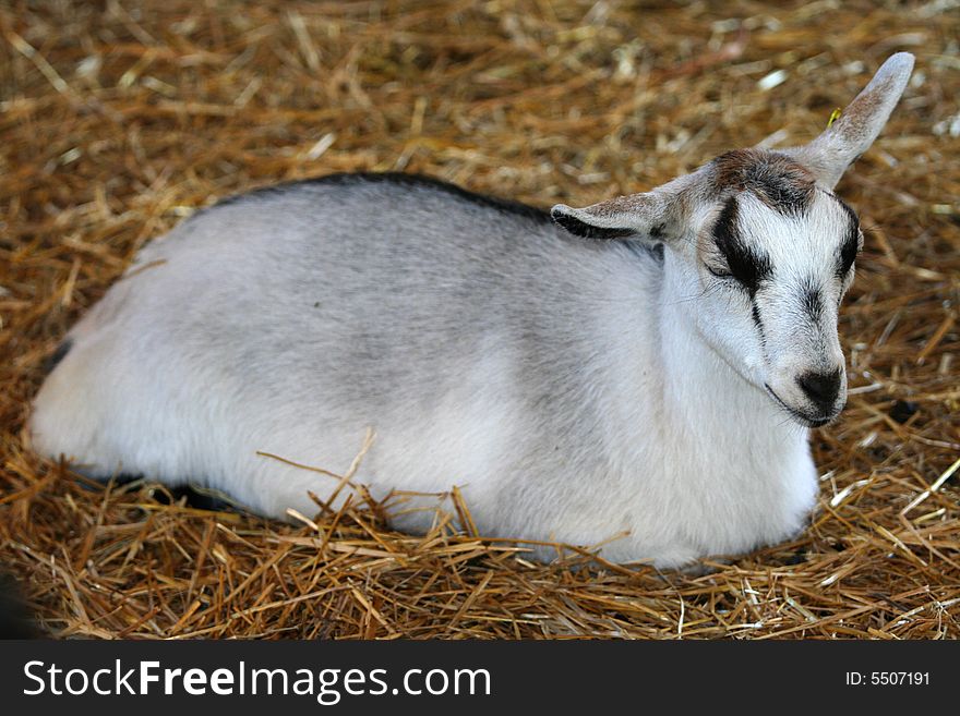 Baby goat sleeping in hay