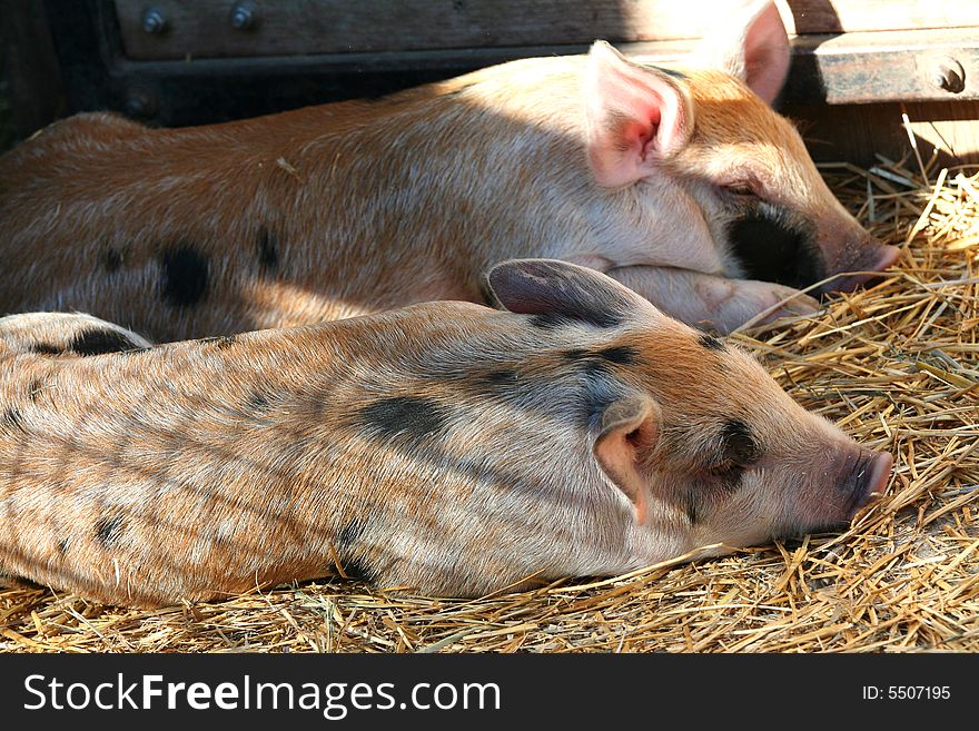 Piglets sleeping in the hay