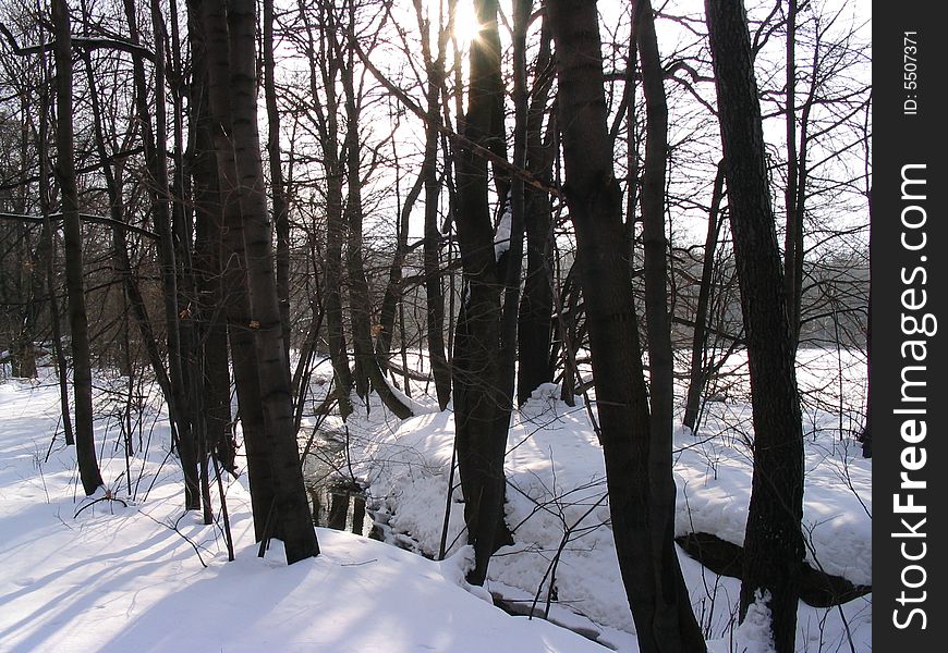 Snow and sun ray in the winter wood