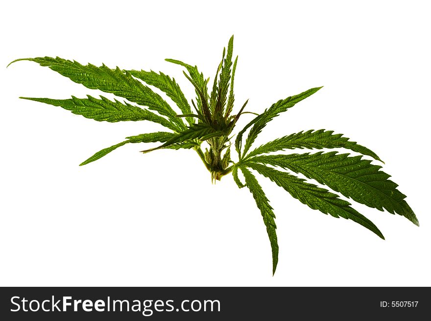 Cannabis head isolated on white background
