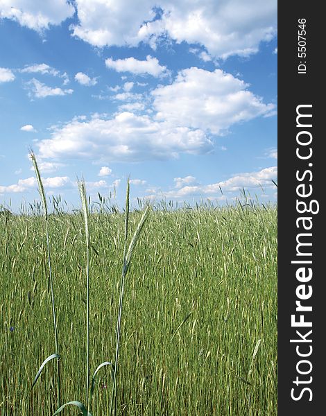 Wheat Field With Blue Sky