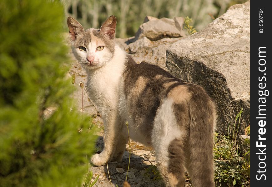 Mixed-bred Cat in natural Environment Looking Back