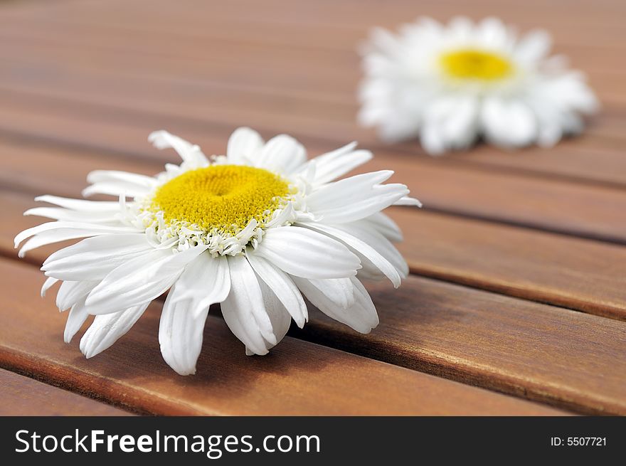 Two wild daisies on a brown picnic table. Two wild daisies on a brown picnic table