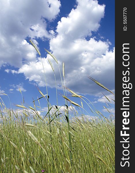 Wheat Field With Blue Sky