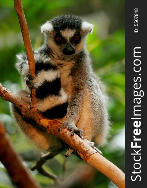 Cute Ringtail lemur perching in tree