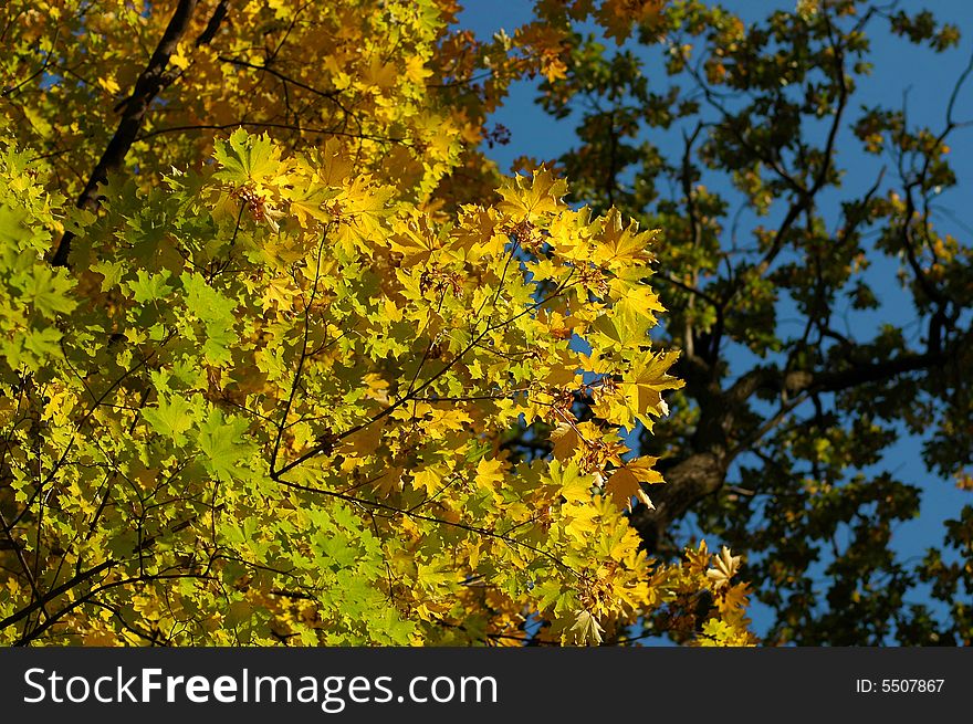 Green nad yellow leafs on tree in autumn