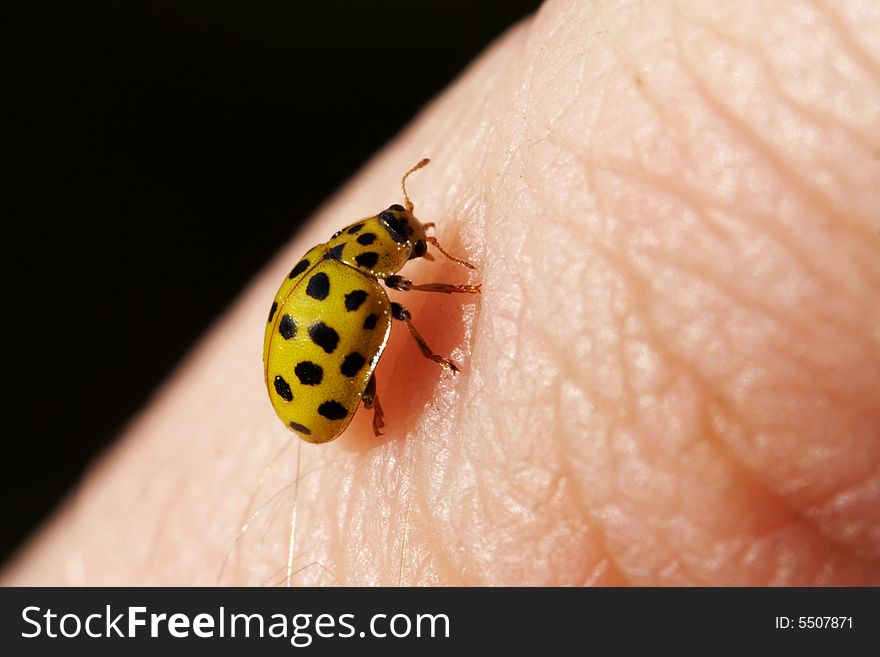 Yellow ladybug sitting on hand