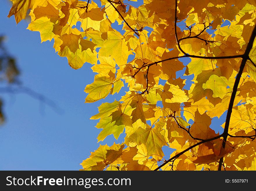 Yellow leafs on tree in autumn